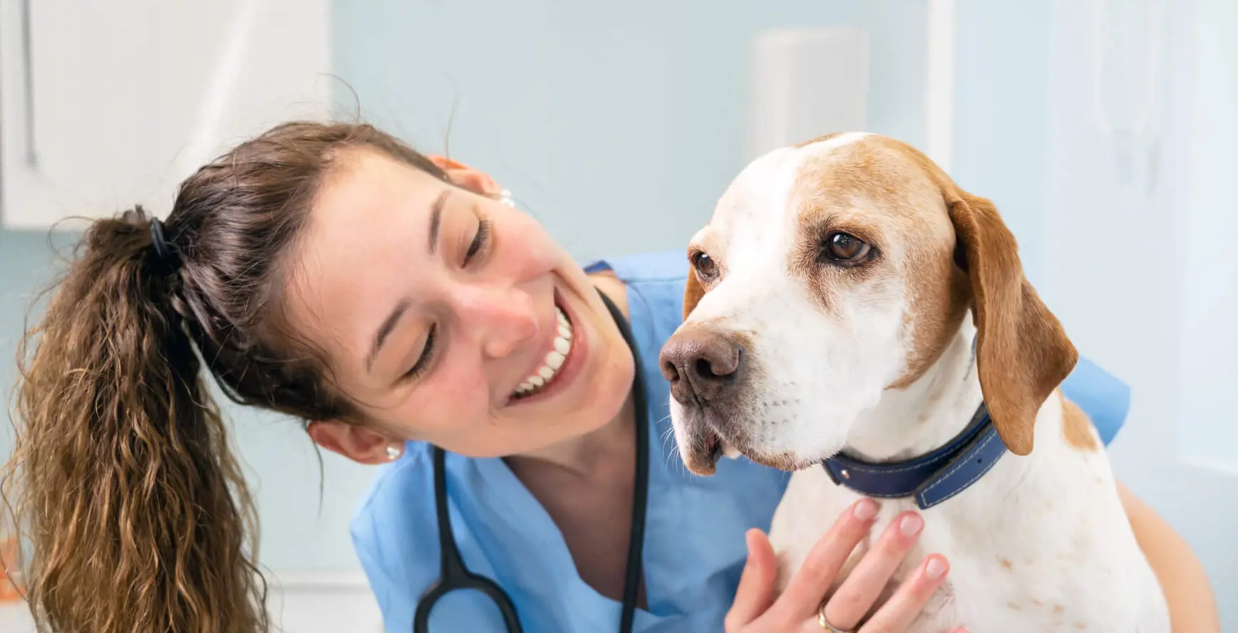 Vet staff caring for dog