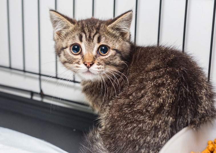 brown kitten with big eyes