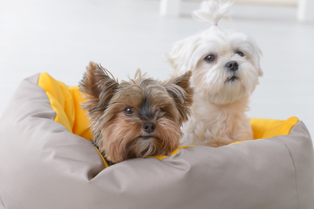 2 yorkies sitting in a bed