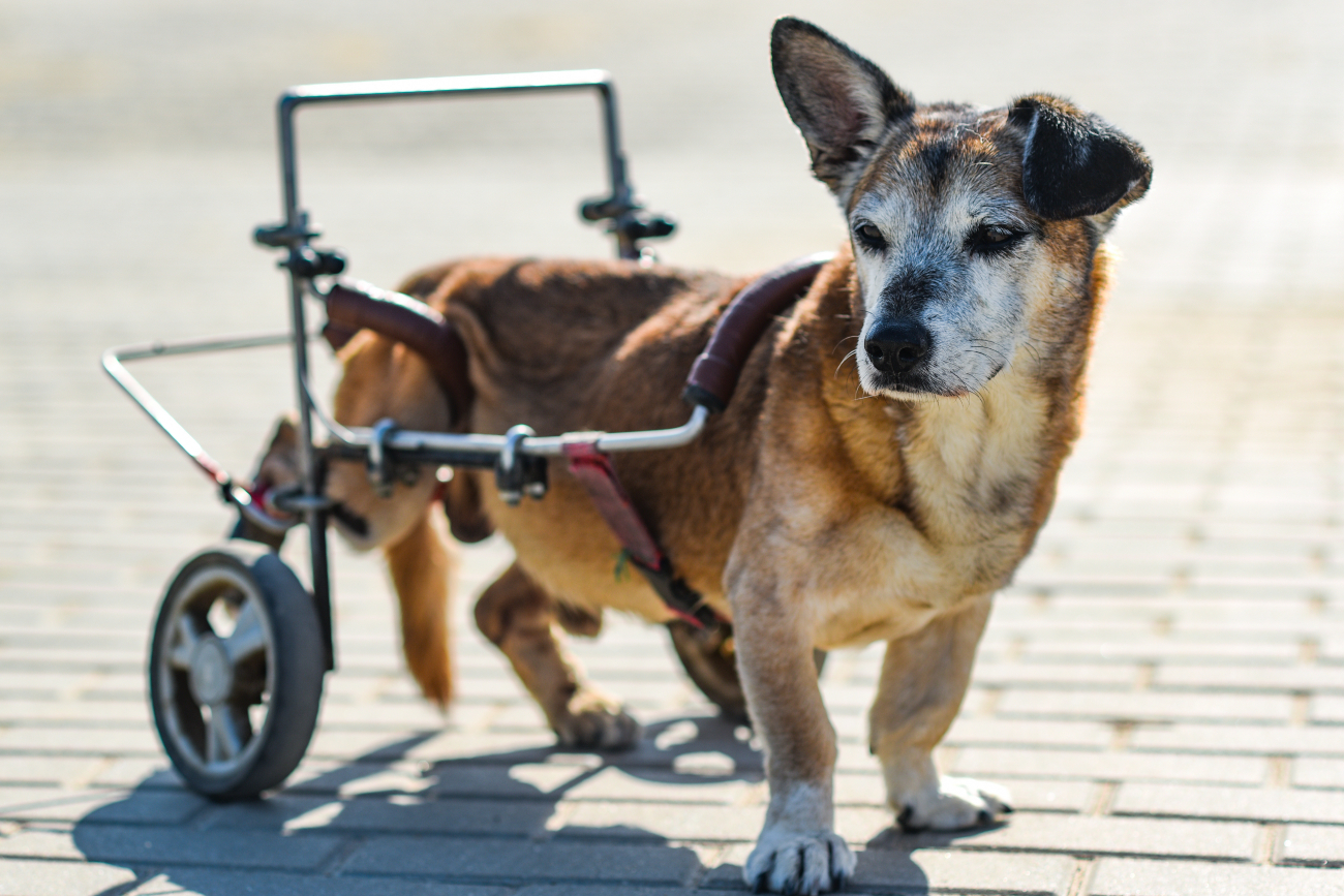 dog with walking contraption