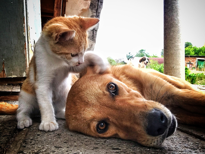 Cat and dog