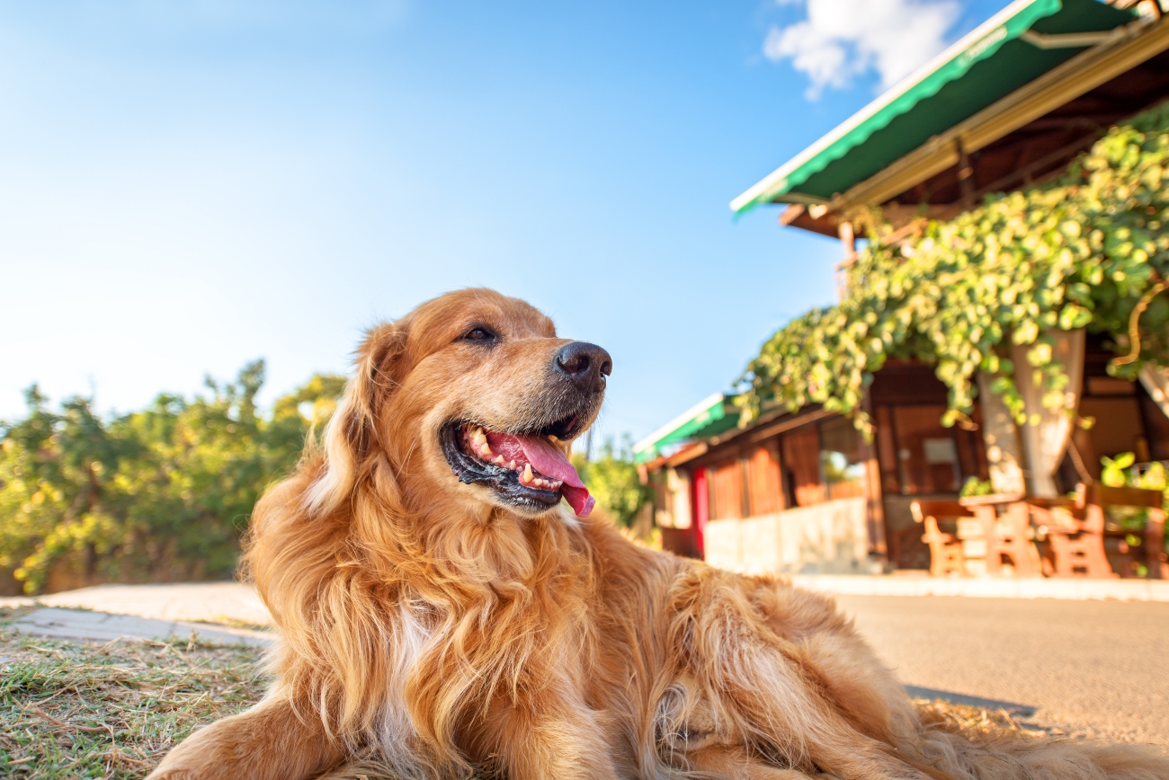 brown dog sitting on grass