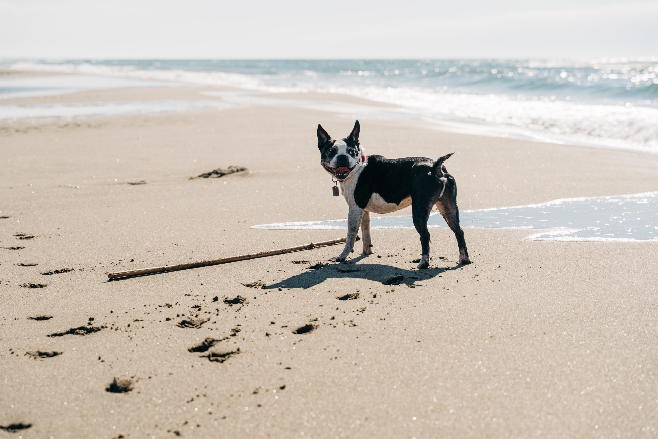 Boston Terrier