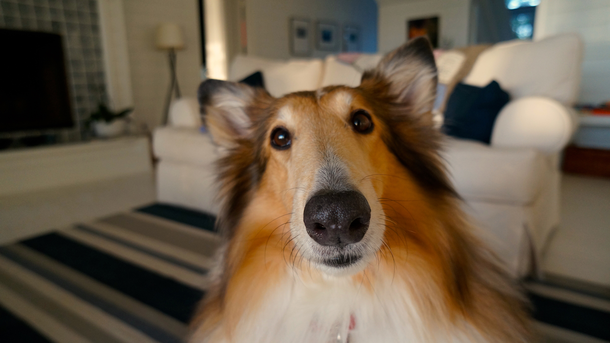 A close up of a dog sitting alone in a living room