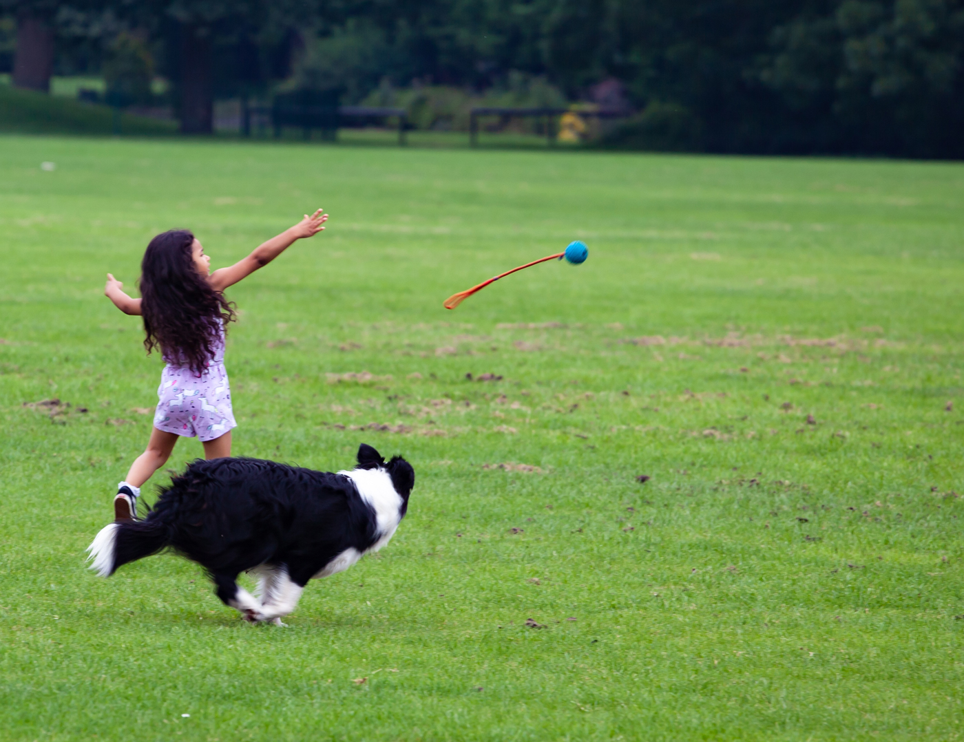 A Border Collie running on a field chasing a toy