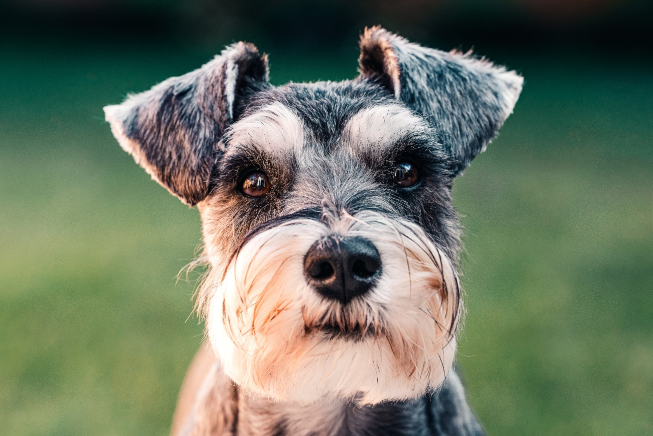 Schnauzer