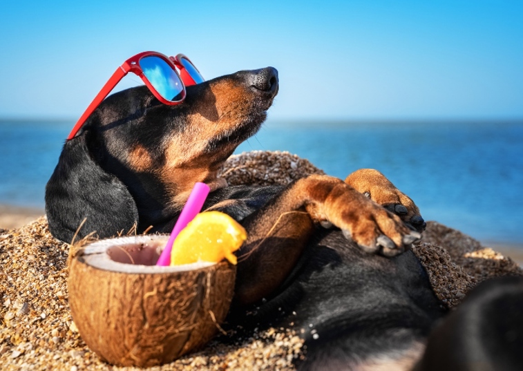 dachshund laying next to a coconut