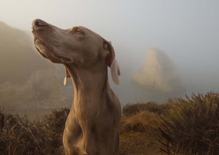 dog looking at the sky