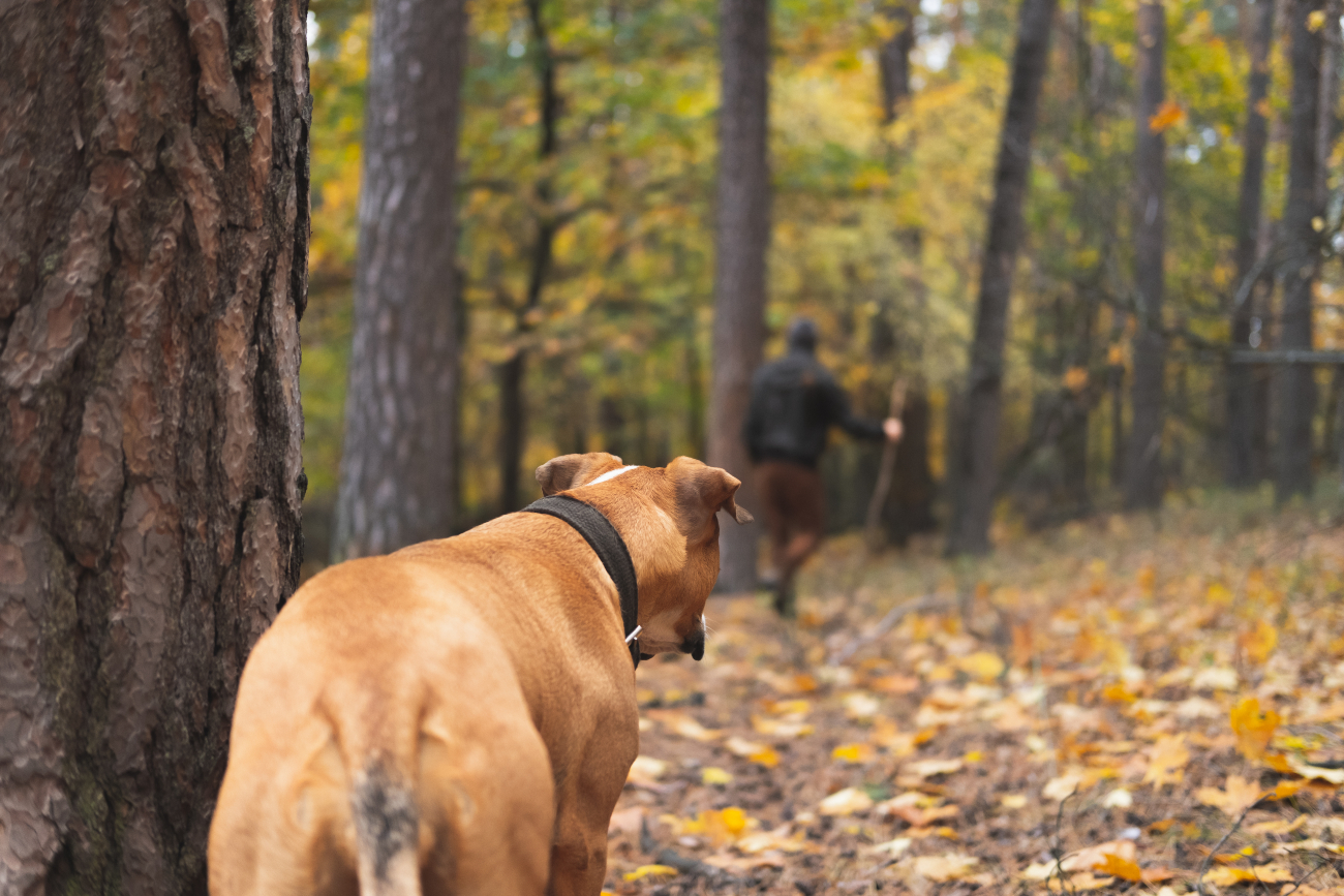 dog staring at man