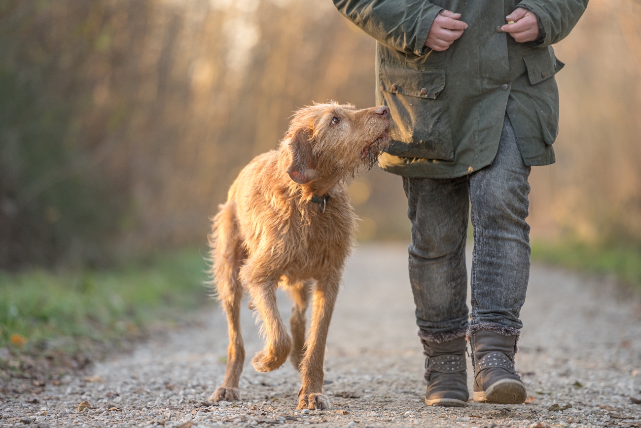 Older dog walking alongside owner