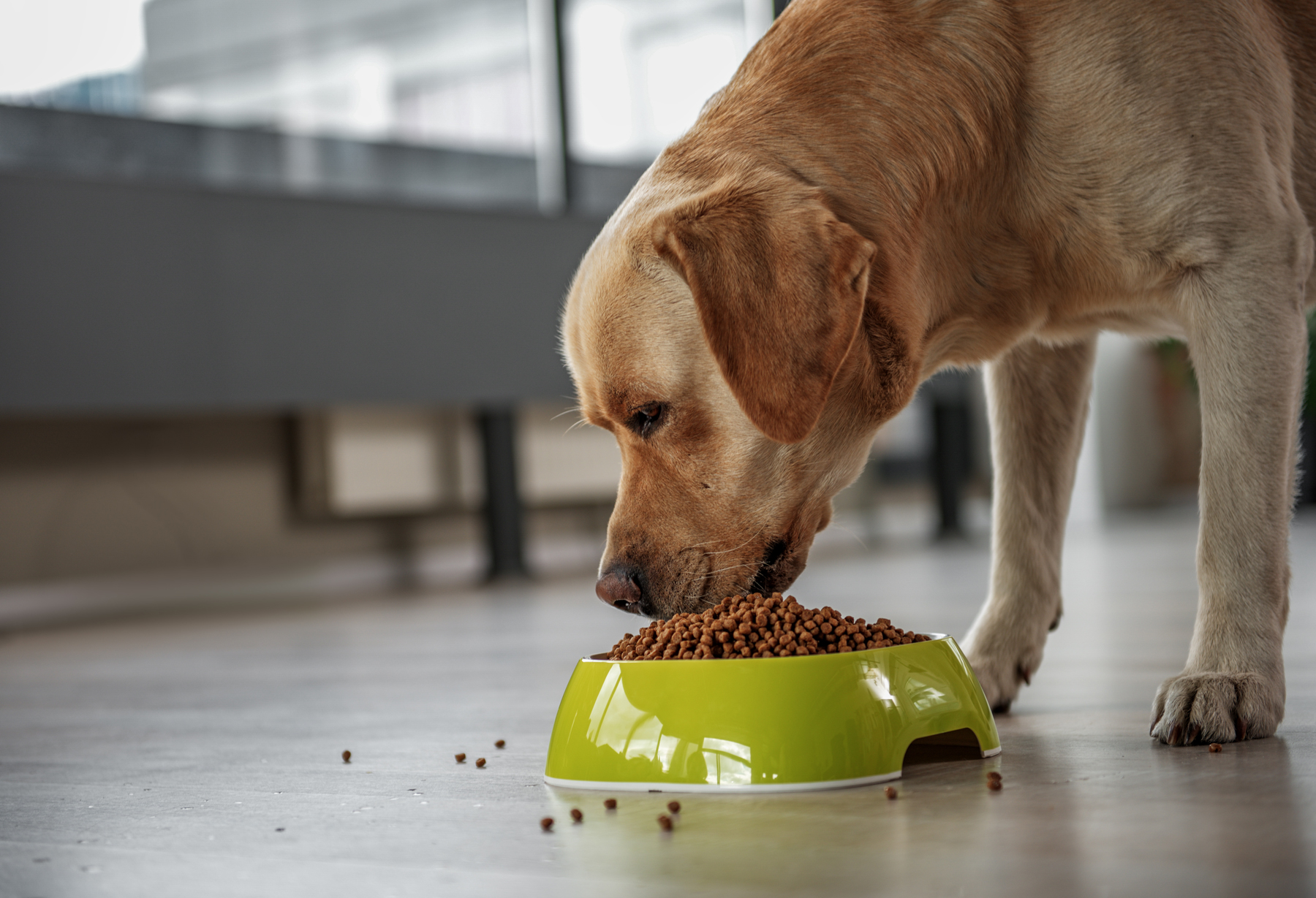 A dog eating dog biscuits out of a bowl