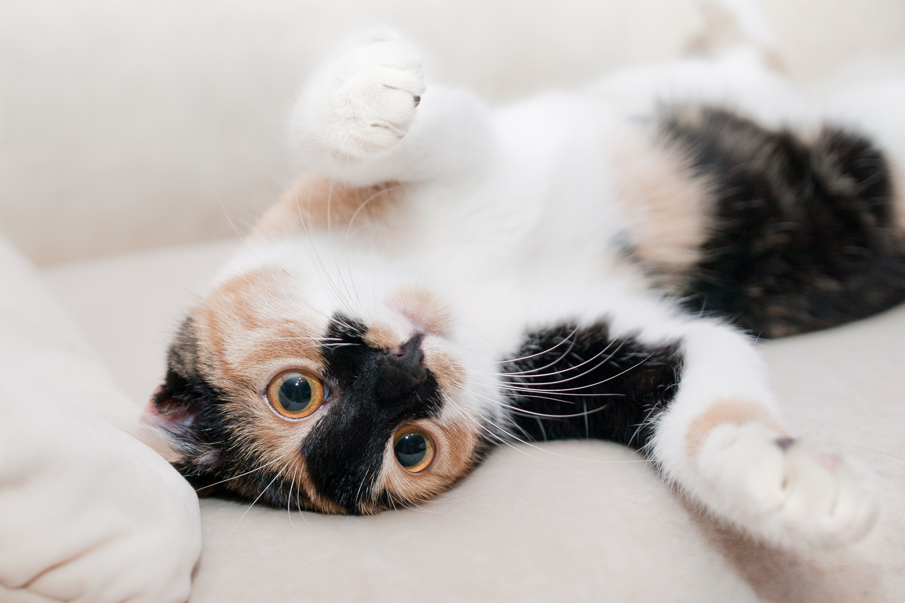 A cat laying with its belly up on a sofa