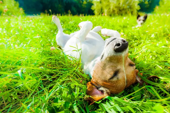 dog laying in the grass