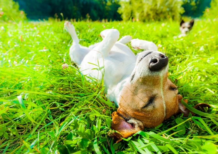 dog laying in the grass