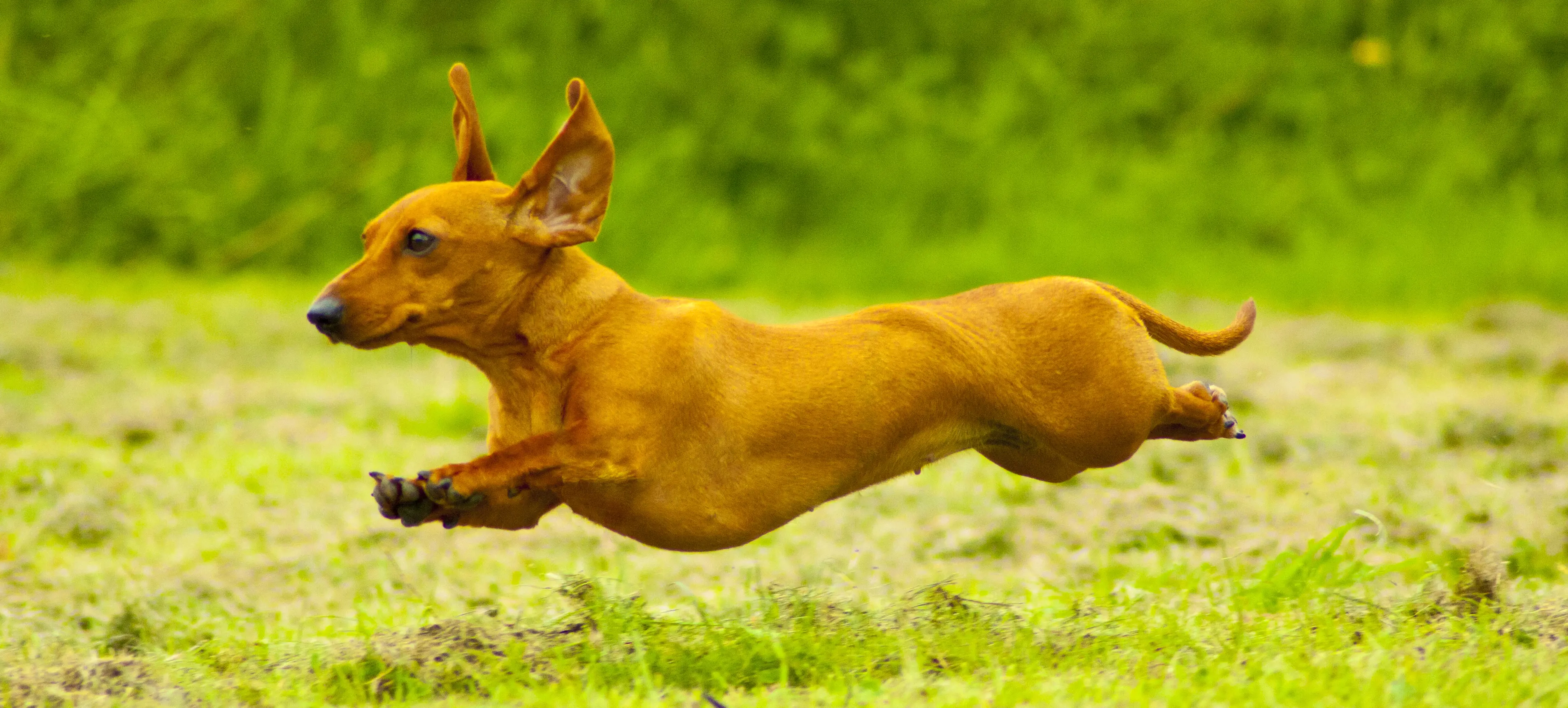 Vets warn of dachshund health issues after Crufts win