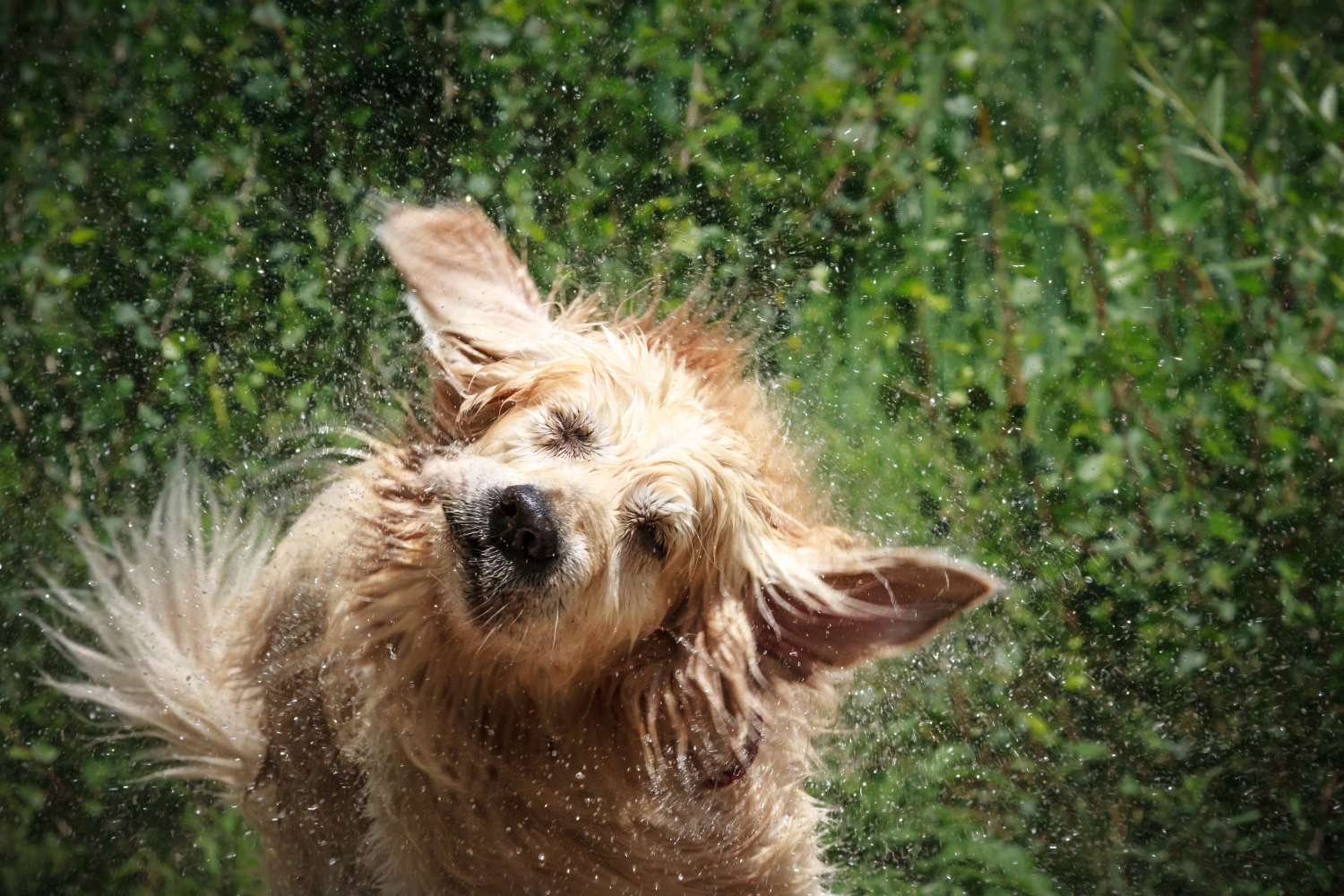 wet dog shaking their fur