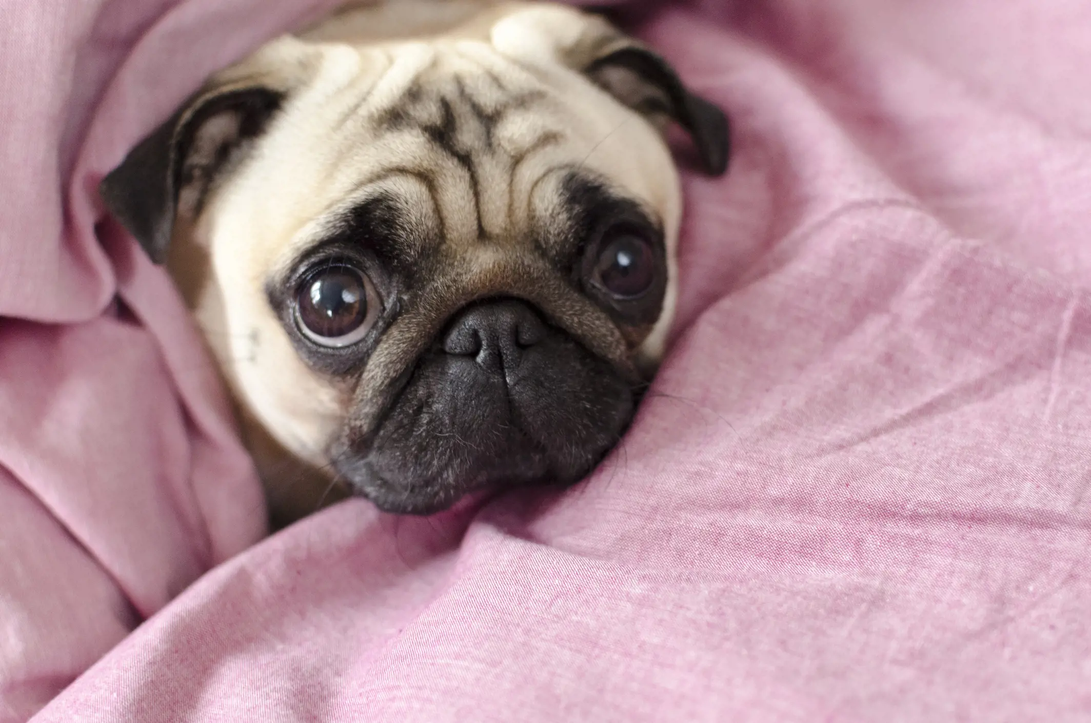 Pug