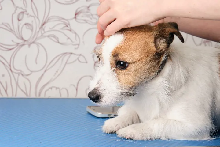 person rubbing dog's head