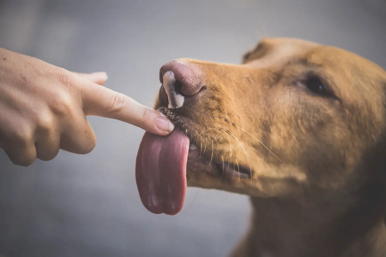 Why does my dog lick me so much?