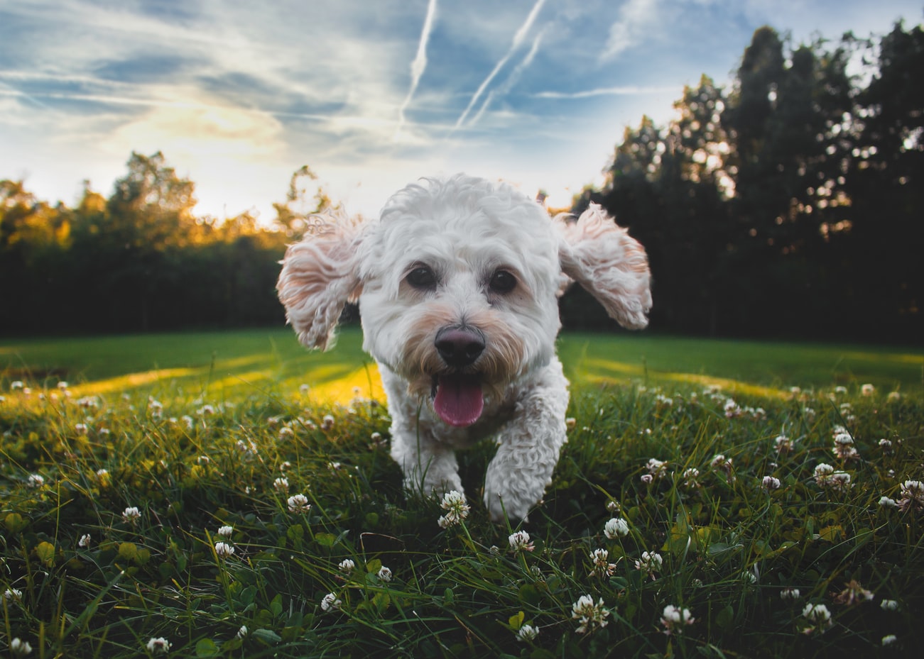 A Yorkshire Terrier running head on in a field on a sunny day