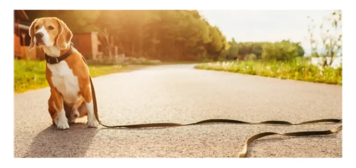 Dog Looking For Its Owner On A Leash All Alone