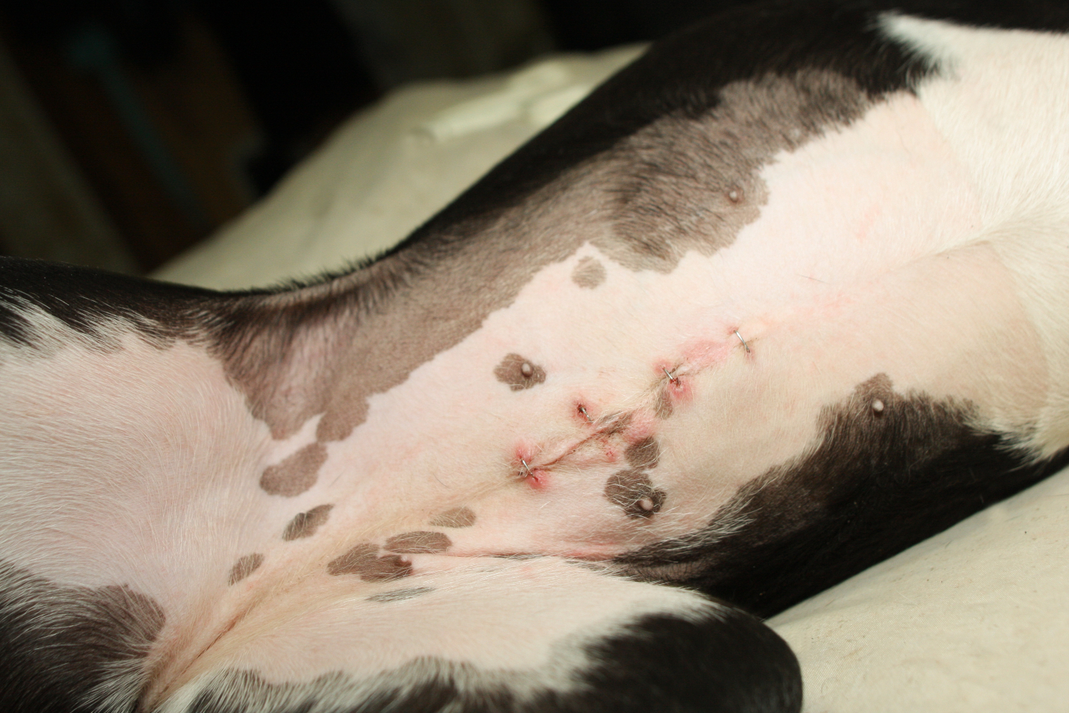 female dog sewed up after spay