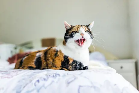 black and ginger cat hissing