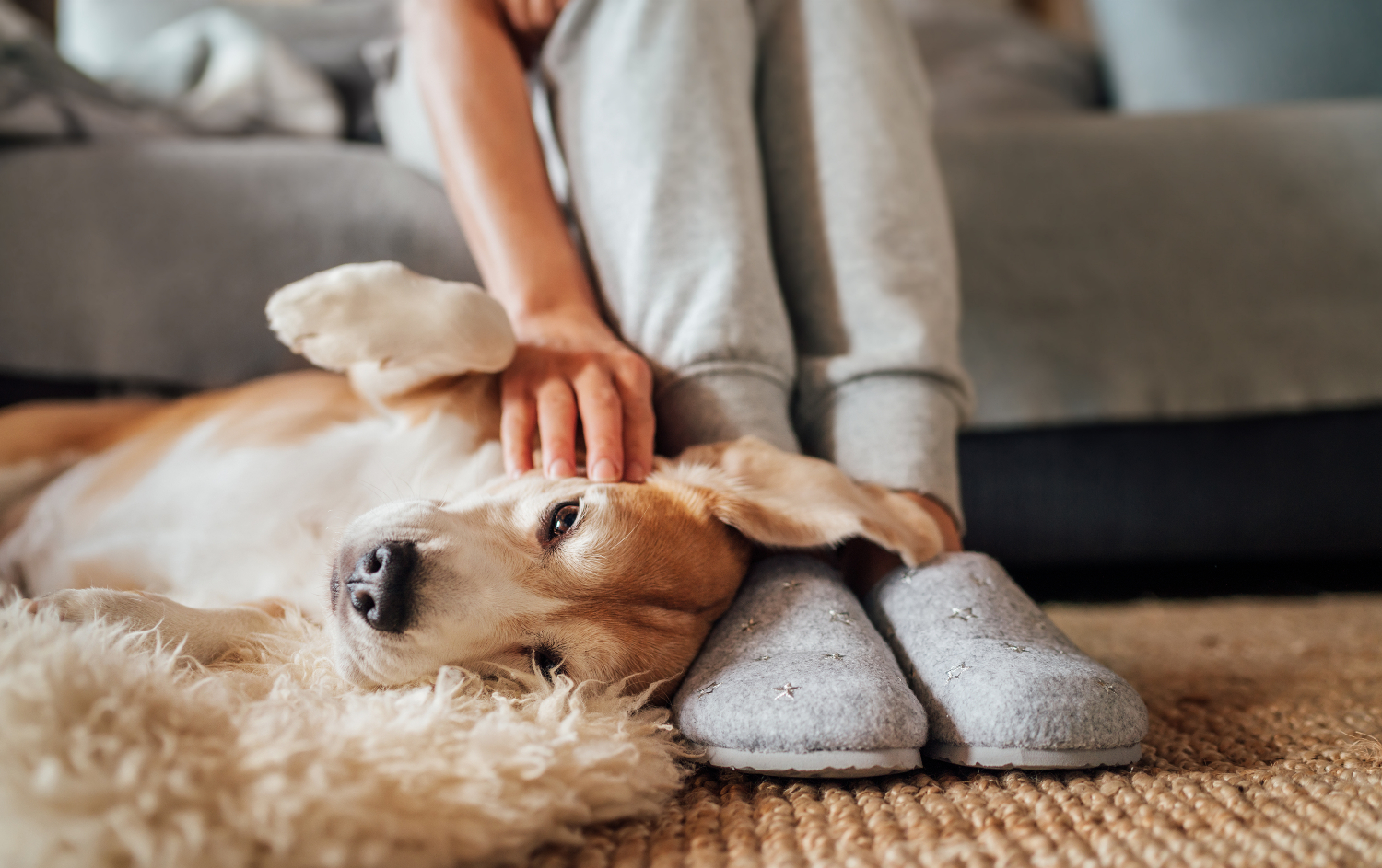 dog resting its head on owners feet