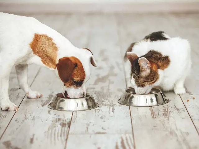 cat and dog eating out of a bowl