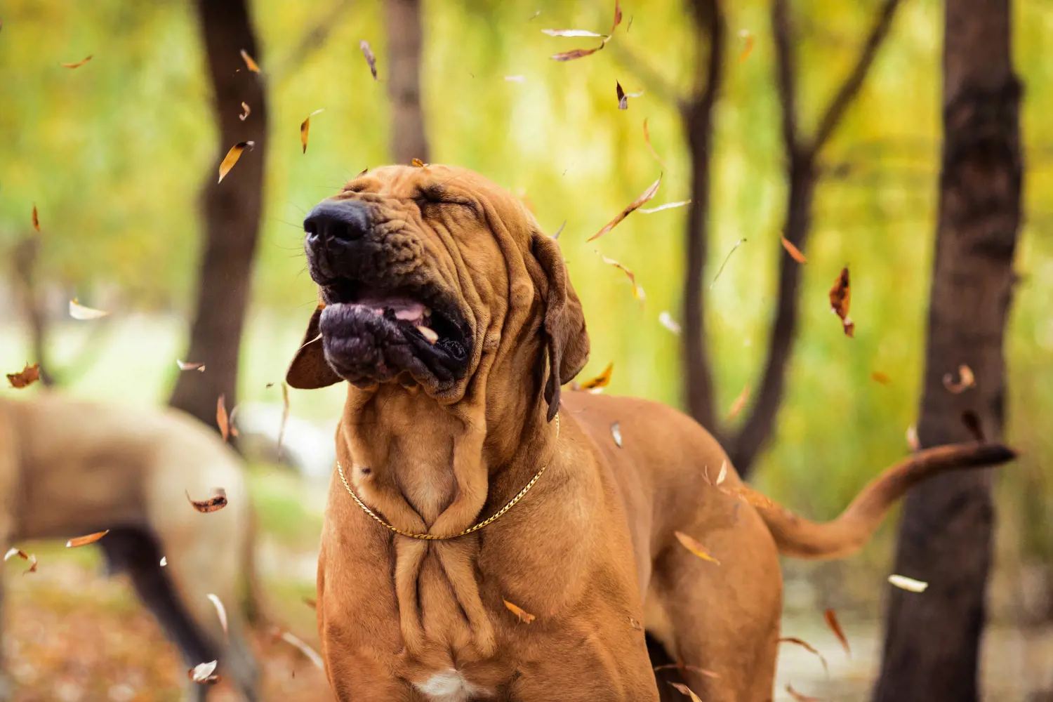 dog sneezing surrounded by leaves