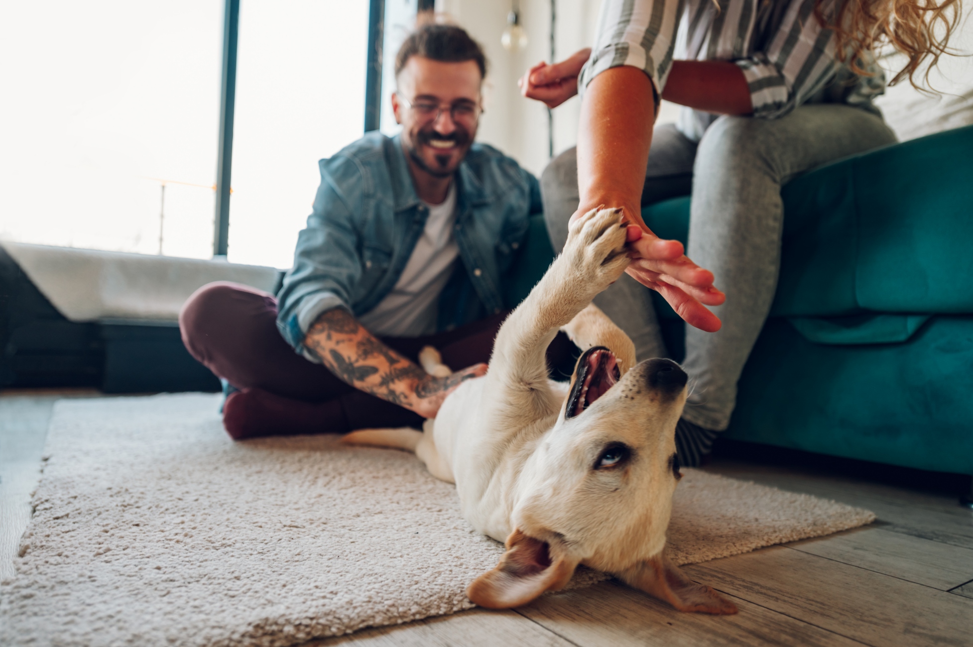 white dog playing with pet owners