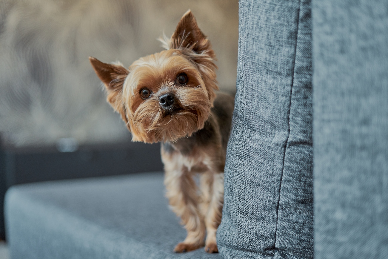 yorkie sticking their head out