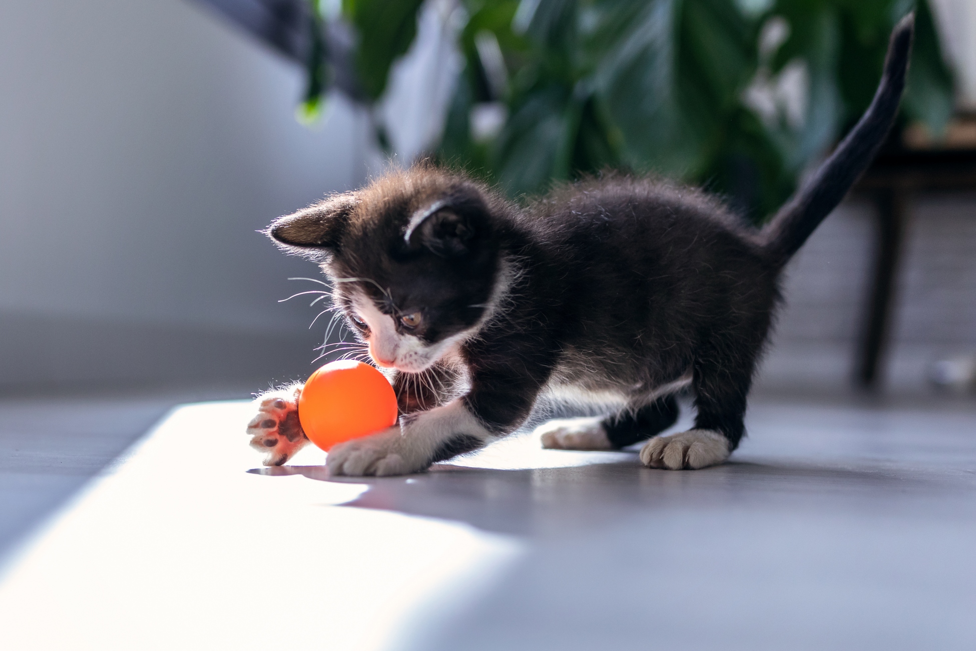 grey kitten playing with an orange ball