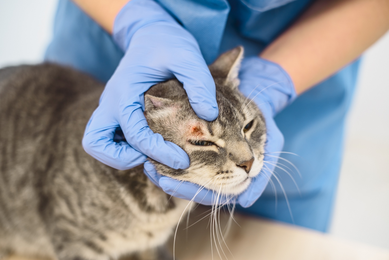 dermatitis on cats face