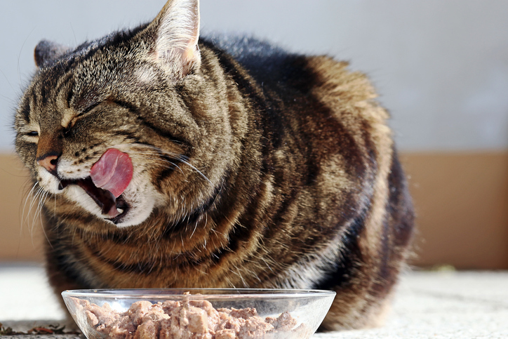 Cat eating food