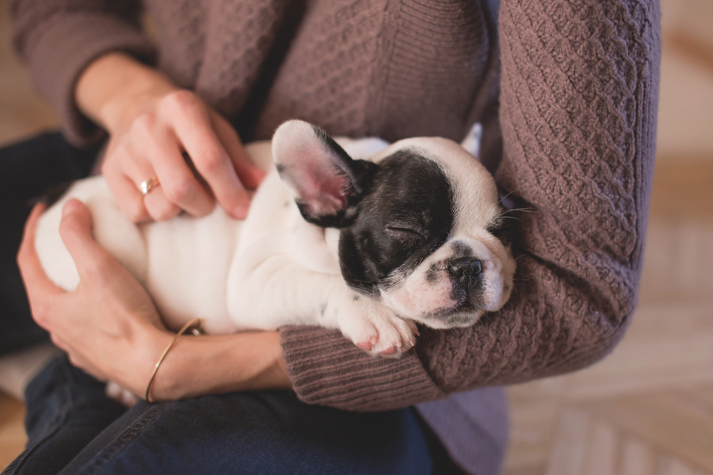 A puppy sleeping in its owners arms