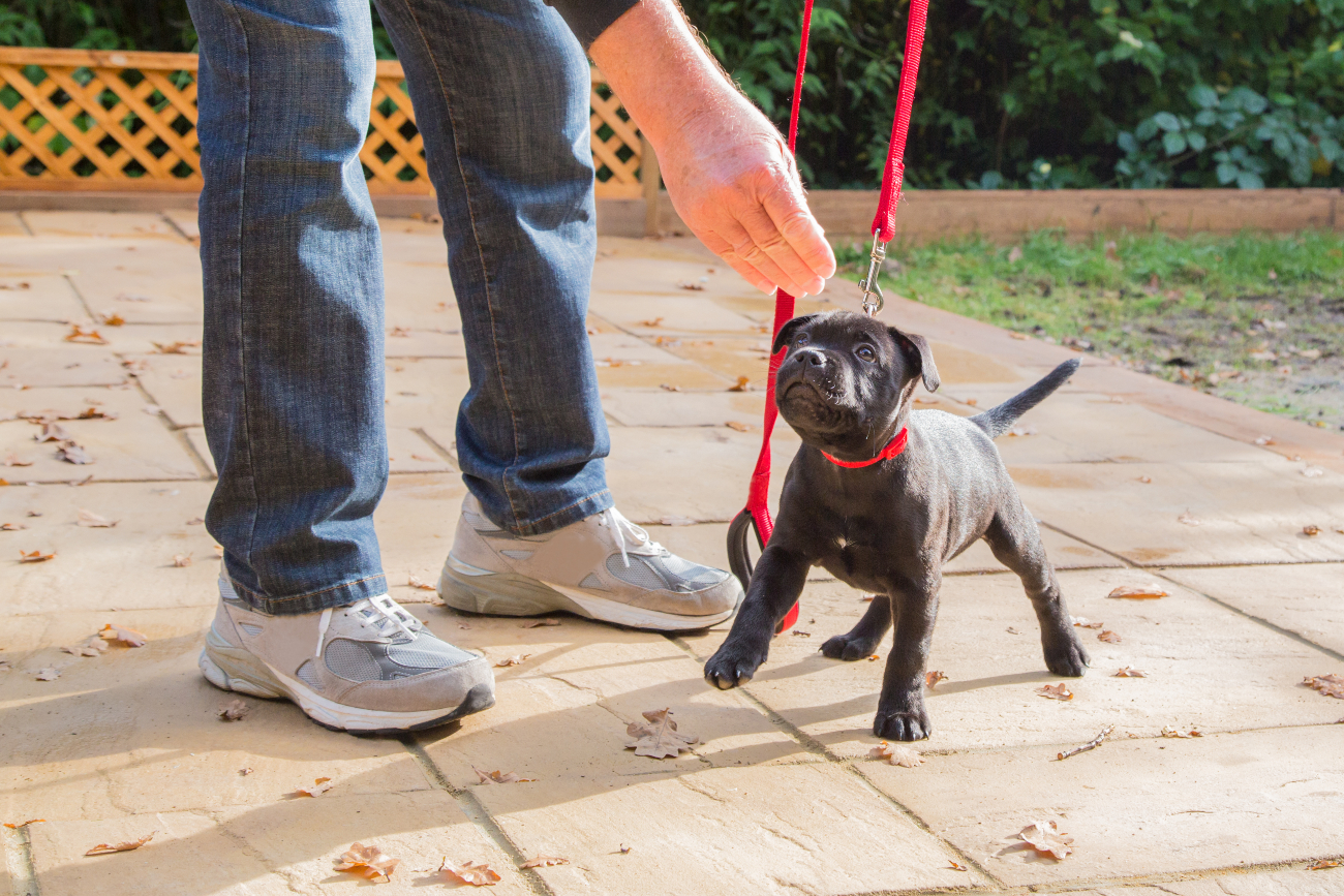 man stroking a black dog on a lead