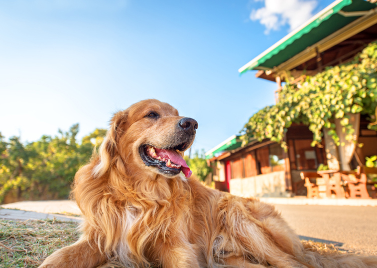 Dog in the heat