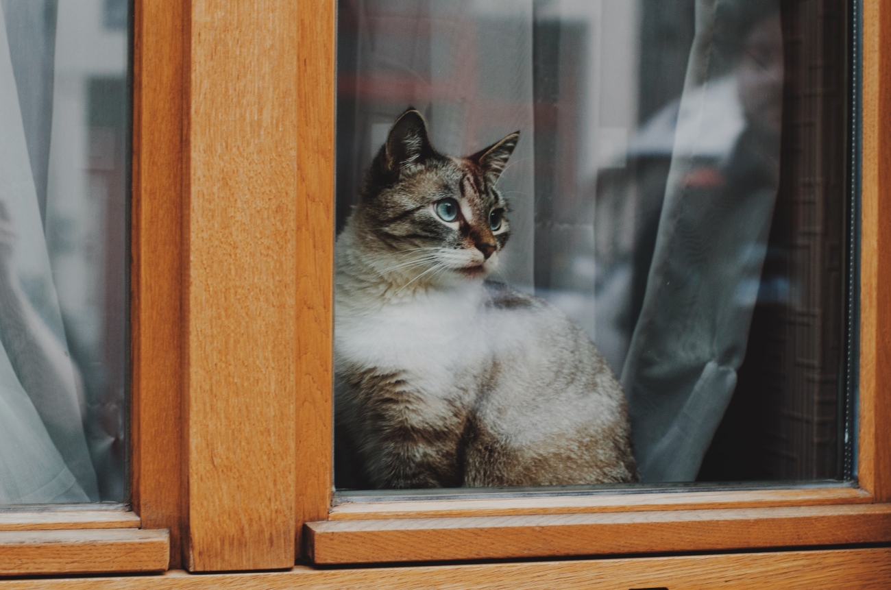 Cat Looking Out Window Indoors