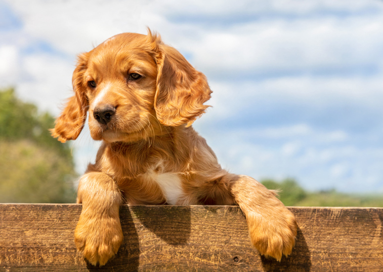 Cocker Spaniel