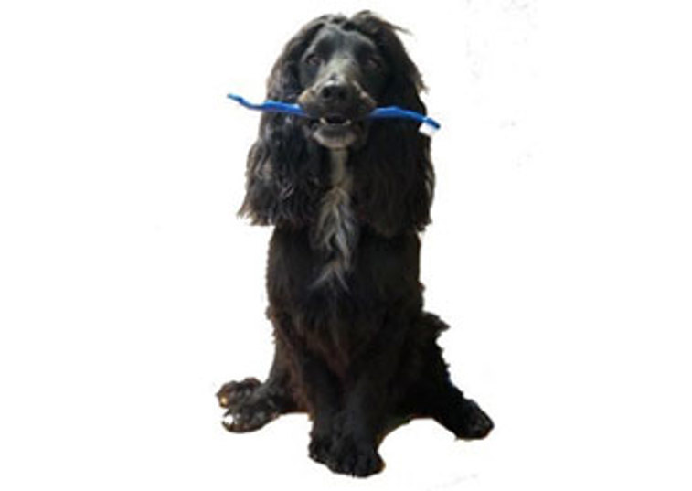 Dog with Toothbrush