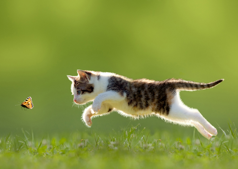 AI-powered cat flap stops cat bringing home prey