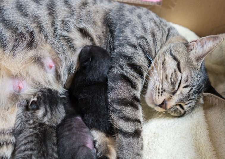 cat feeding kittens