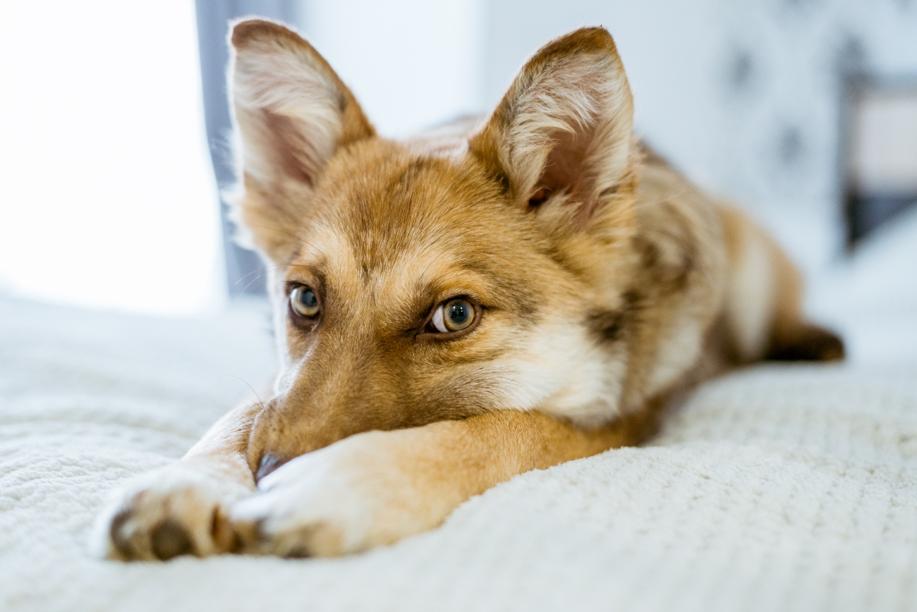 tan dog covering their snout and laying down