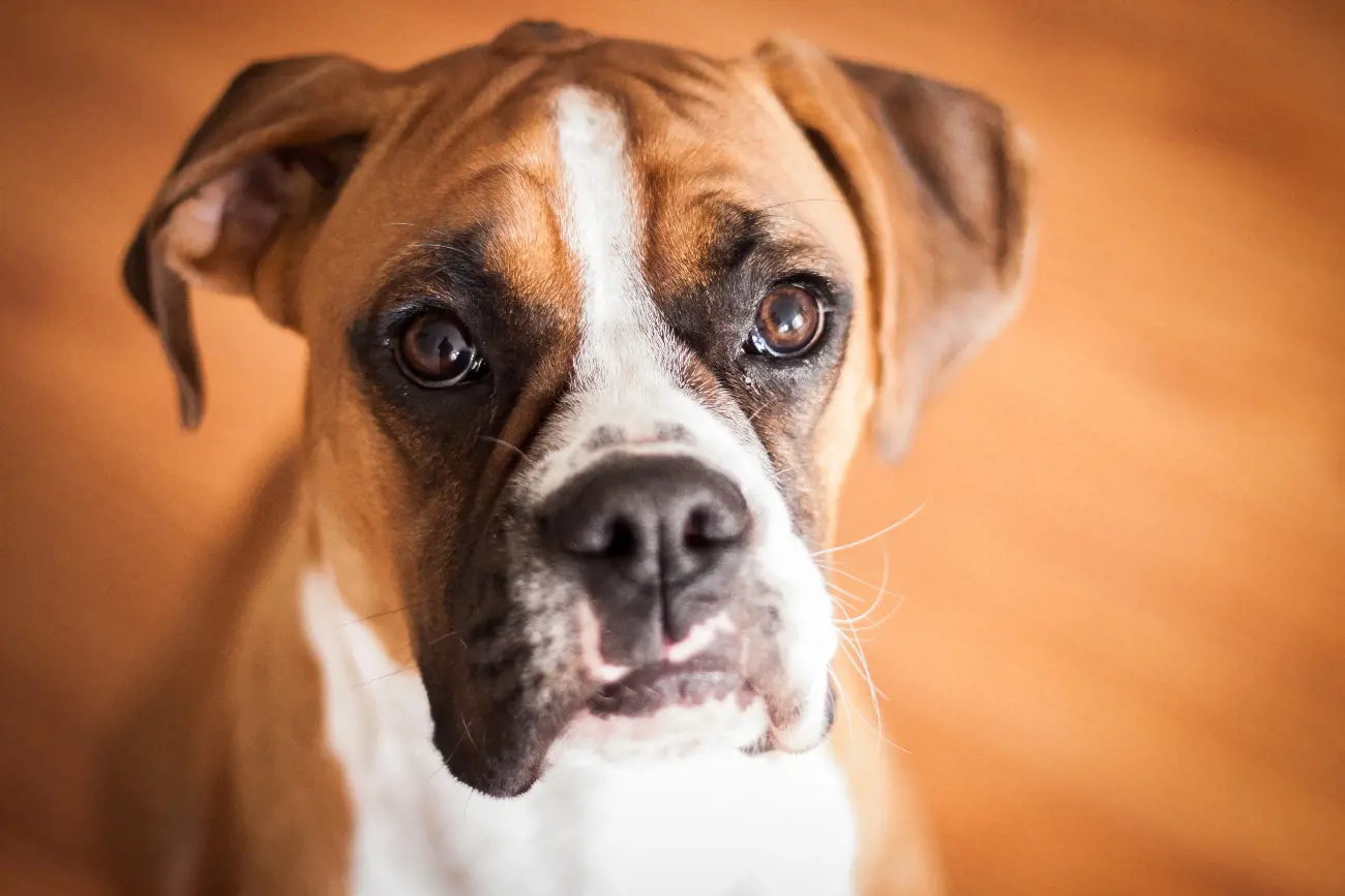 Cute Boxer dog looking into camera