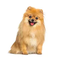 Pomeranian