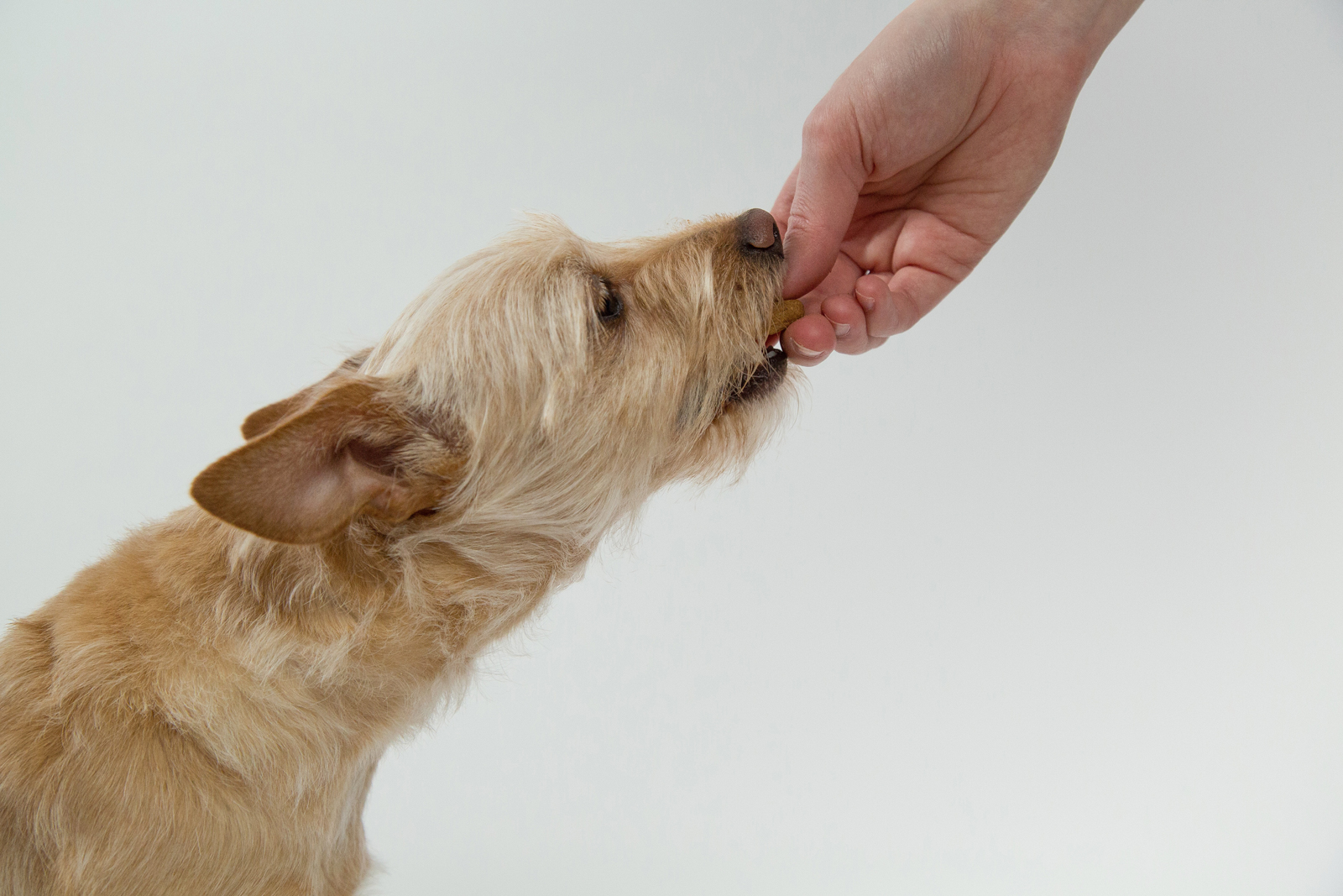 An owner passing a treat to a dog