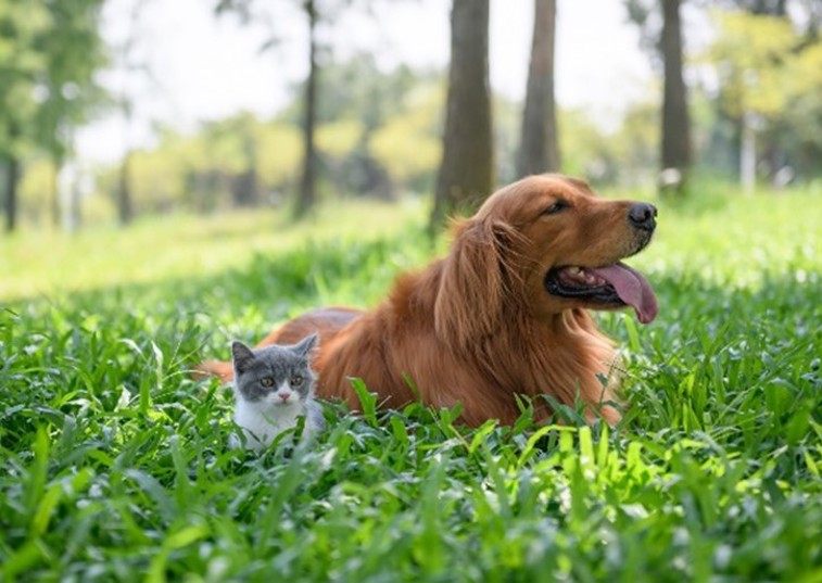 Dog in grass