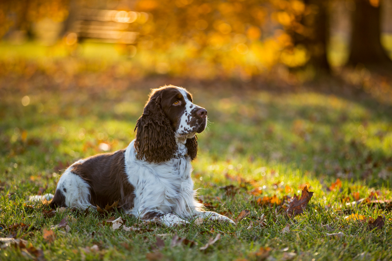 cocker spaniel laying down