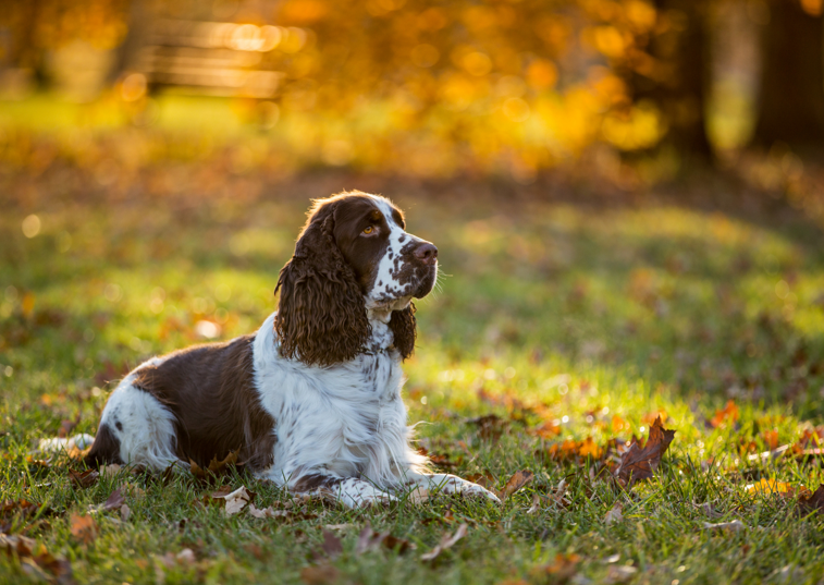 cocker spaniel laying down